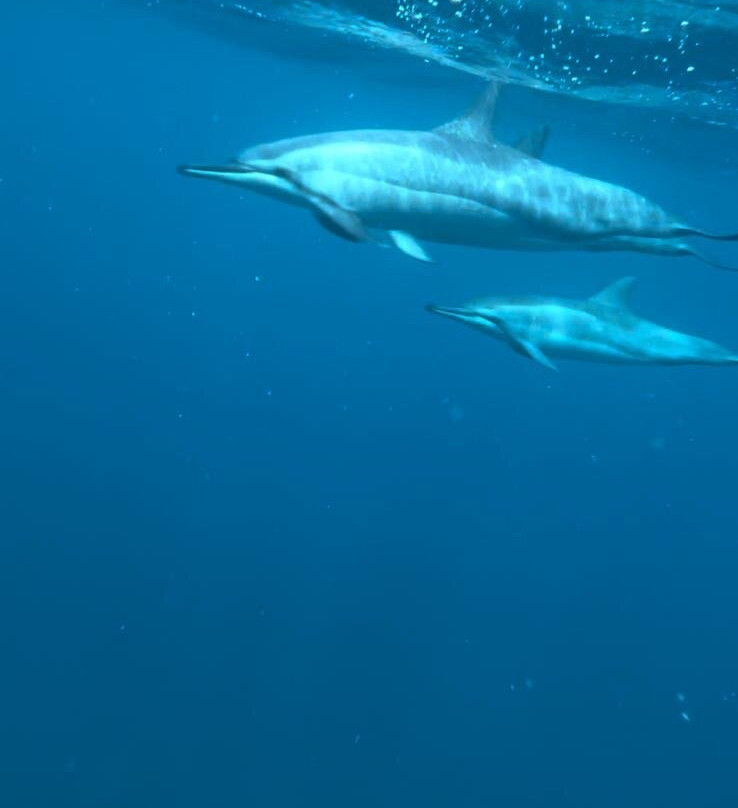Namori Tours Sortie Dauphins-贝尔欧布莱必去景点