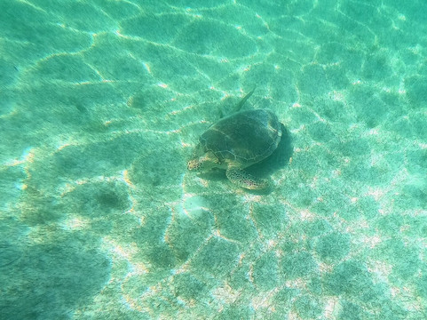 Akumal Mayan Vip Tours-艾库玛尔必去景点