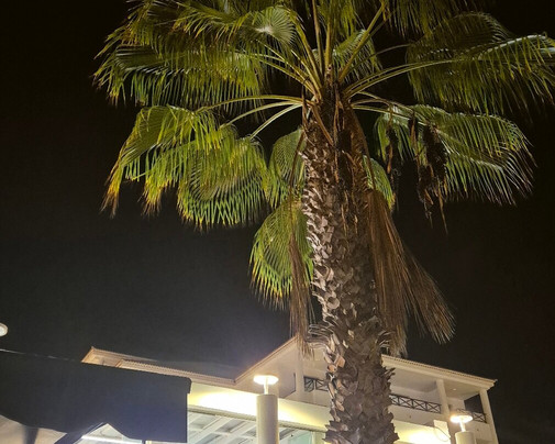 Bulls Head Bar-特纳里夫必去景点