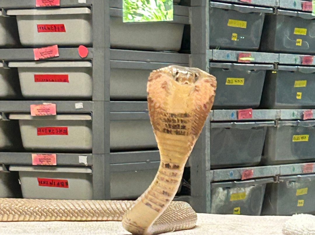 Reptile Discovery Center-迪兰必去景点