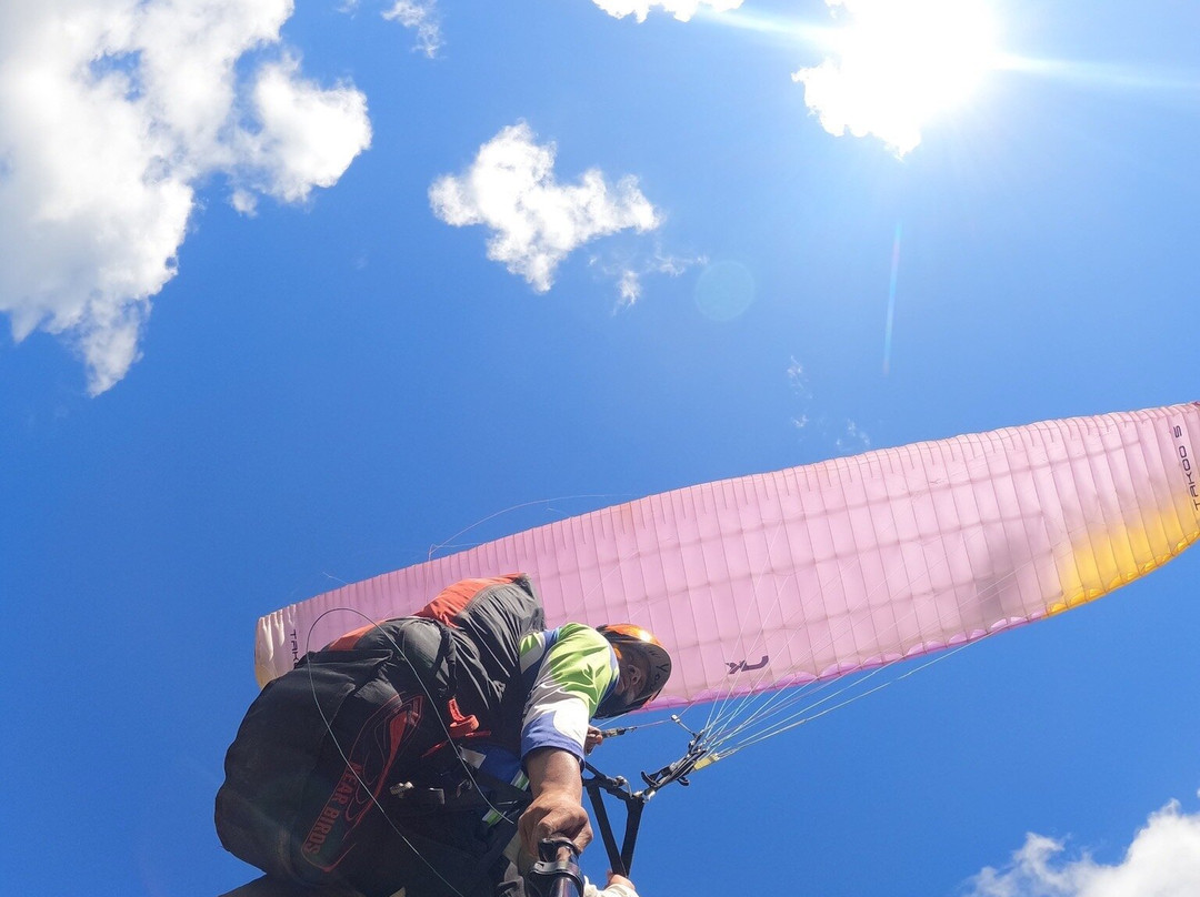 Flying Tony景点图片