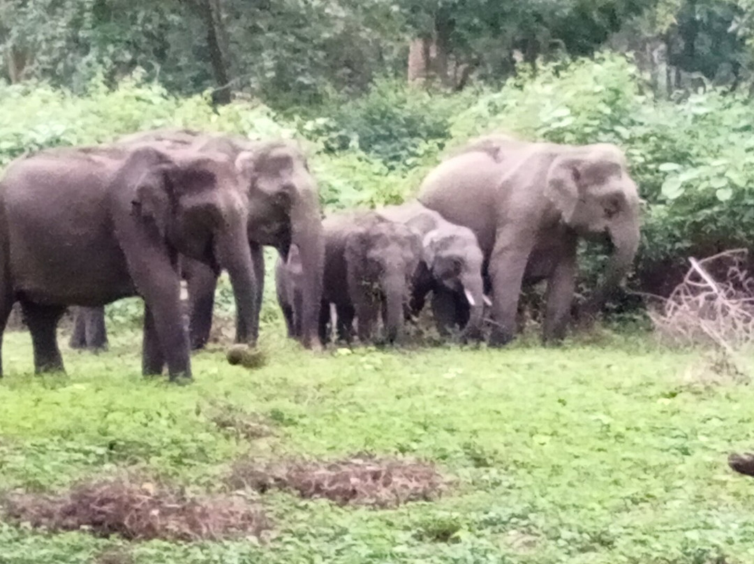 Mudumalai National Park景点图片
