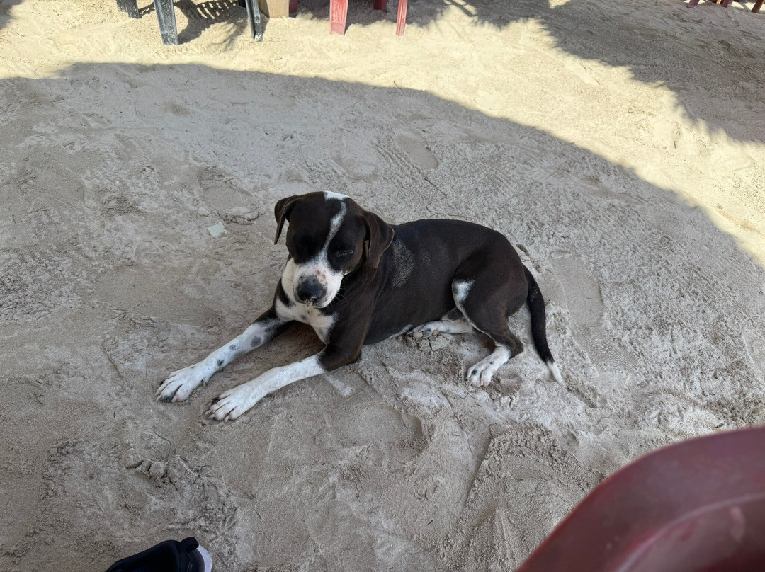 Chunky Monkey Beach Club