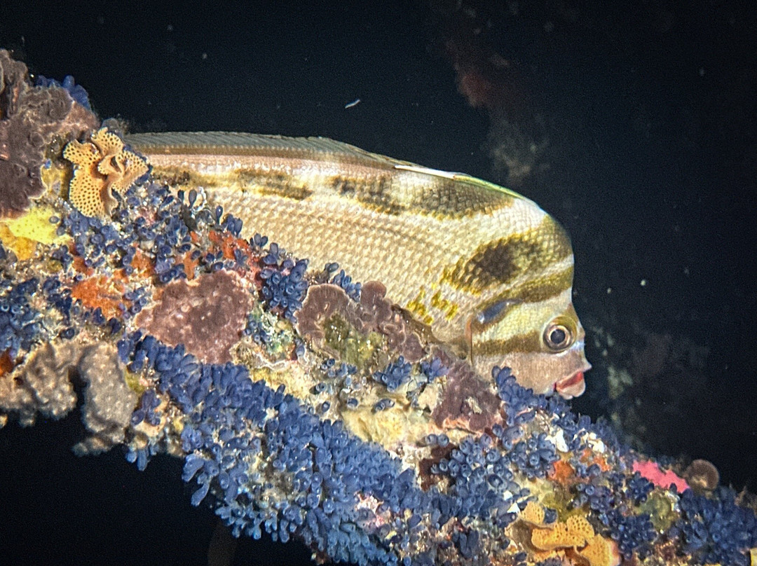 Swan Dive Busselton-巴瑟尔顿必去景点