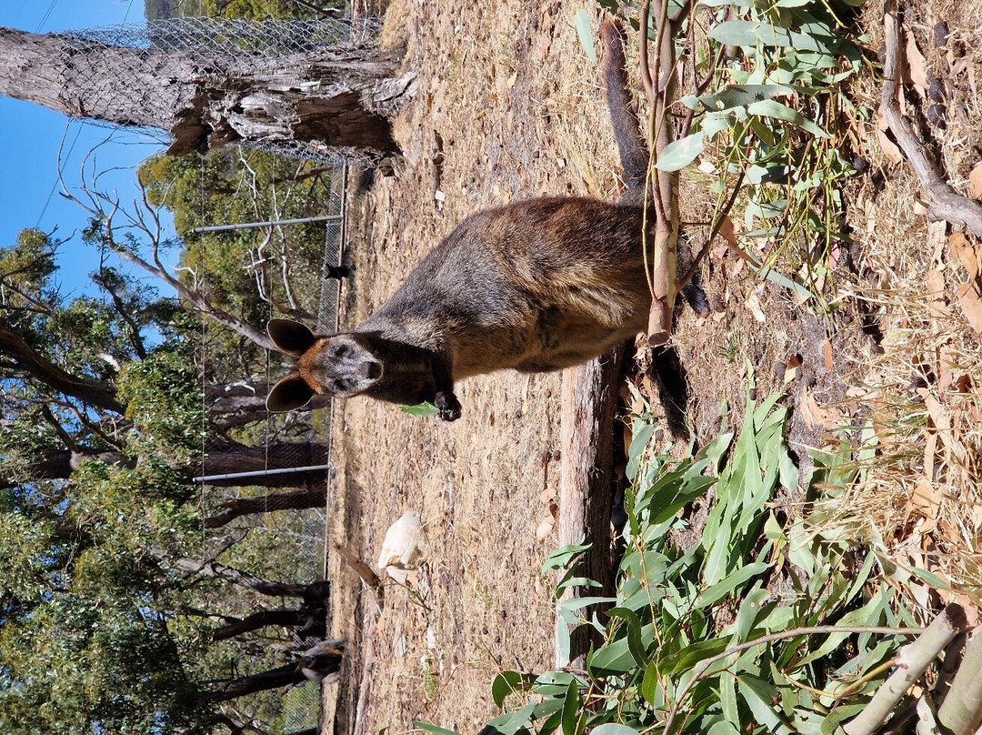 Cleland Wildlife Park景点图片