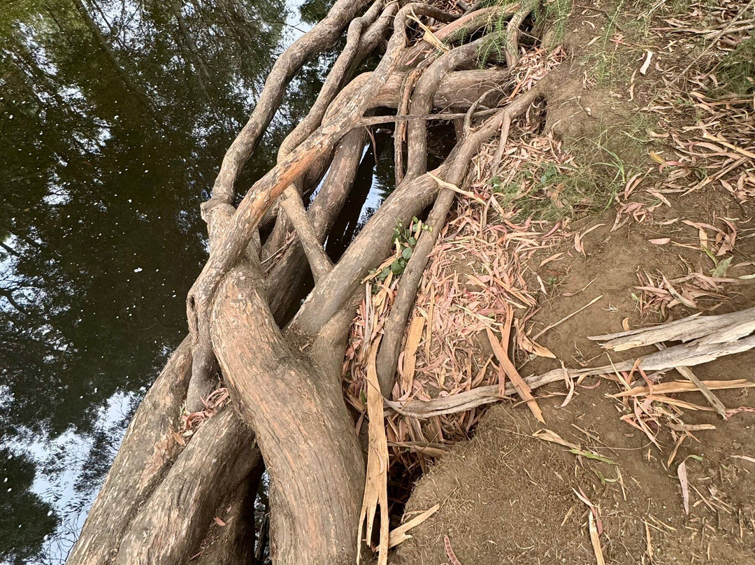 Platypus Walk-Geeveston必去景点