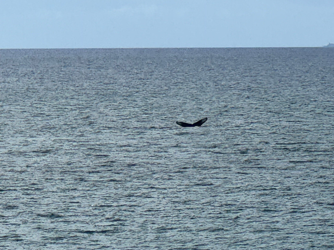 Maui Reef Adventures-毛伊岛必去景点