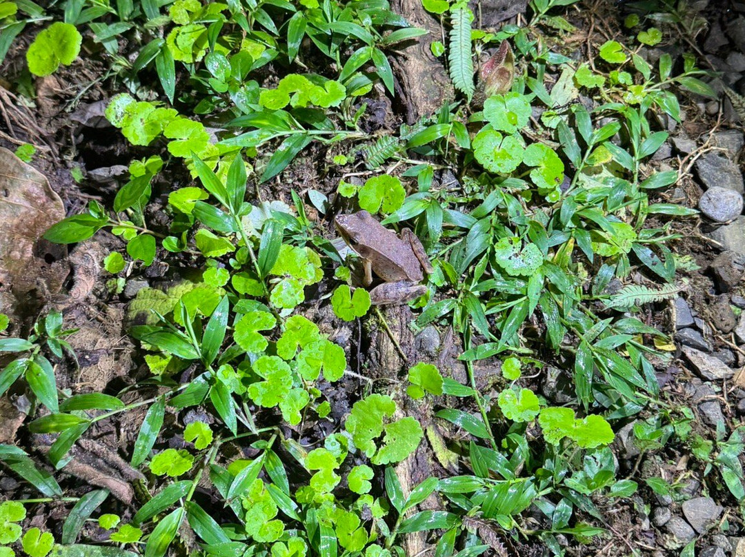 Tapir Valley Nature Reserve景点图片
