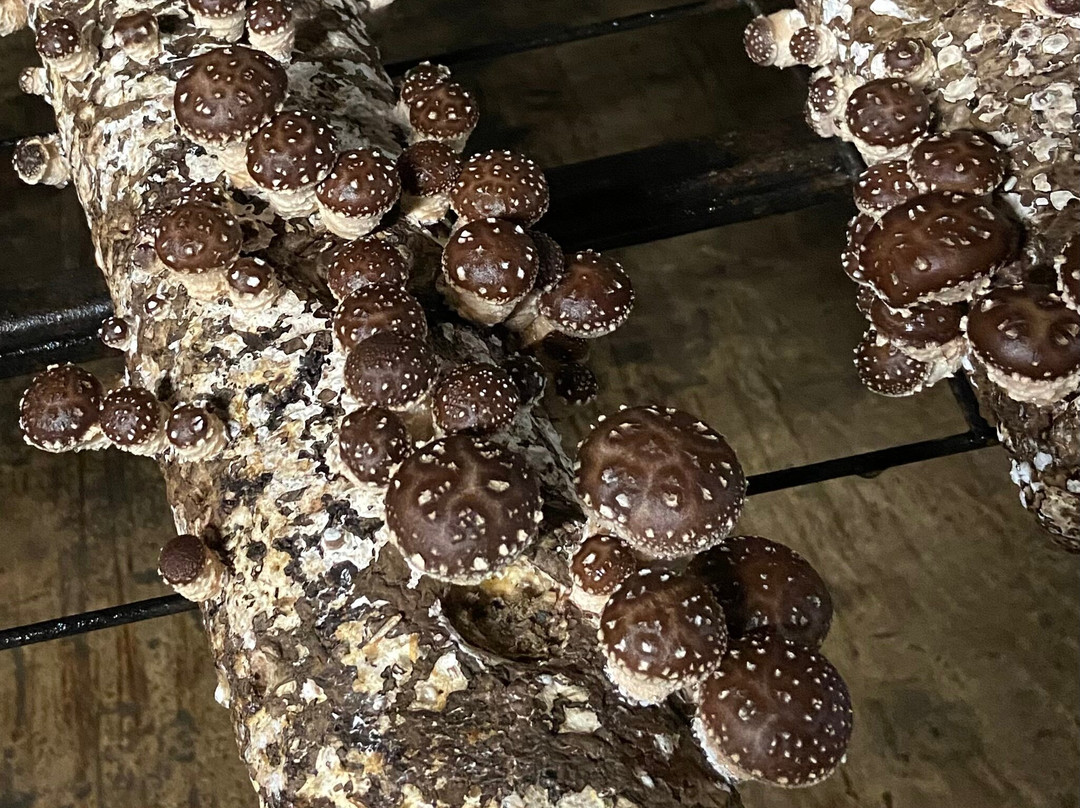 Greater Sydney Tours-Picton必去景点