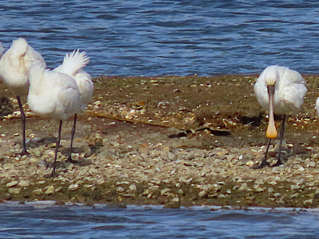 Lymington & Keyhaven Marshes景点图片