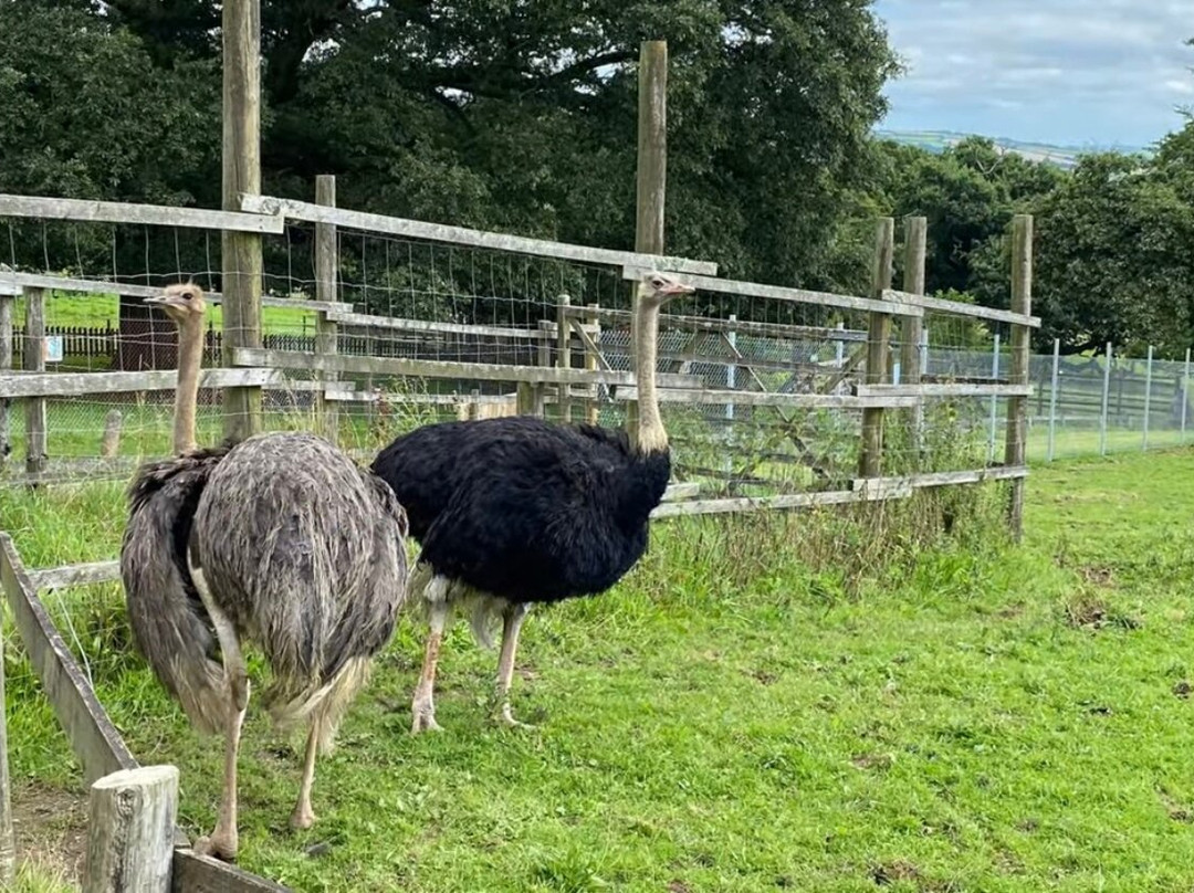 Dartmoor Zoological Society景点图片