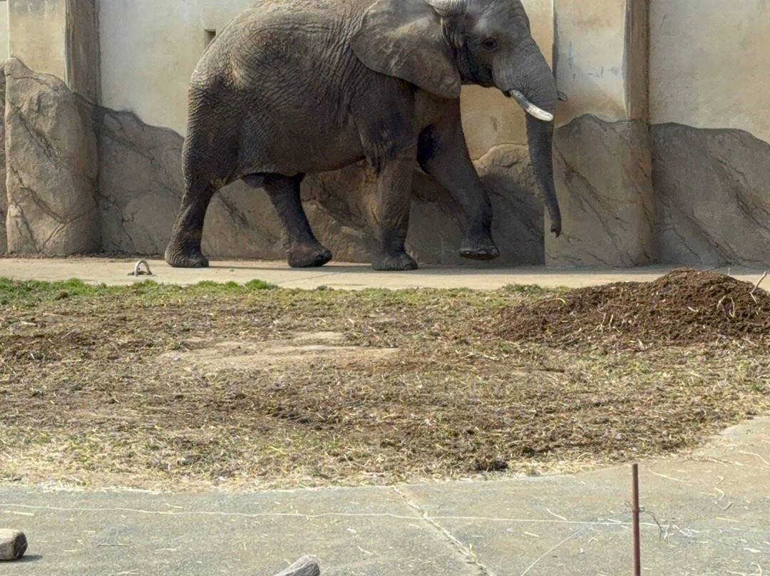 Morioka Zoological Park-盛冈市必去景点