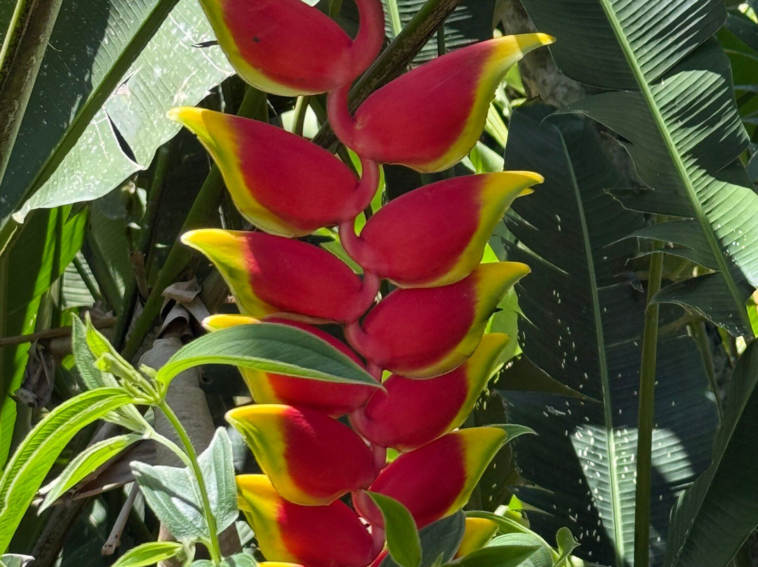 Else Kientzler Botanical Garden景点图片