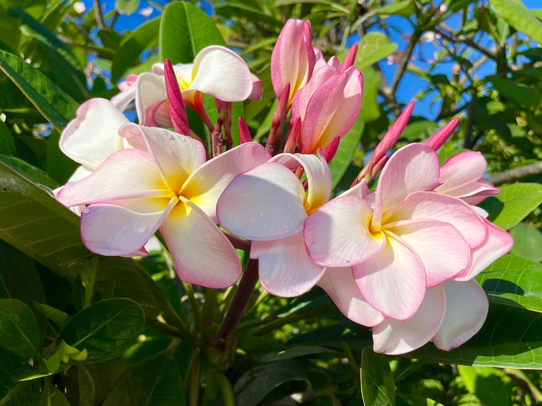 KoriKori Lodge Fakarava主图