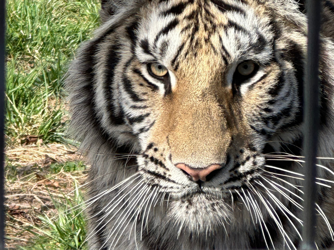National Tiger Sanctuary-Saddlebrooke必去景点