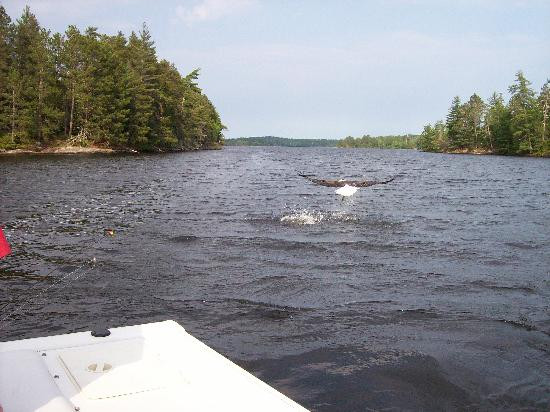 Pine Aire Resort主图