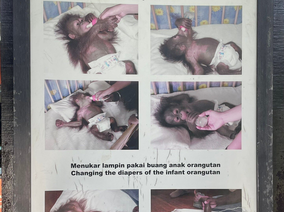 Bukit Merah Orang Utan Island Foundation-新芒魏必去景点