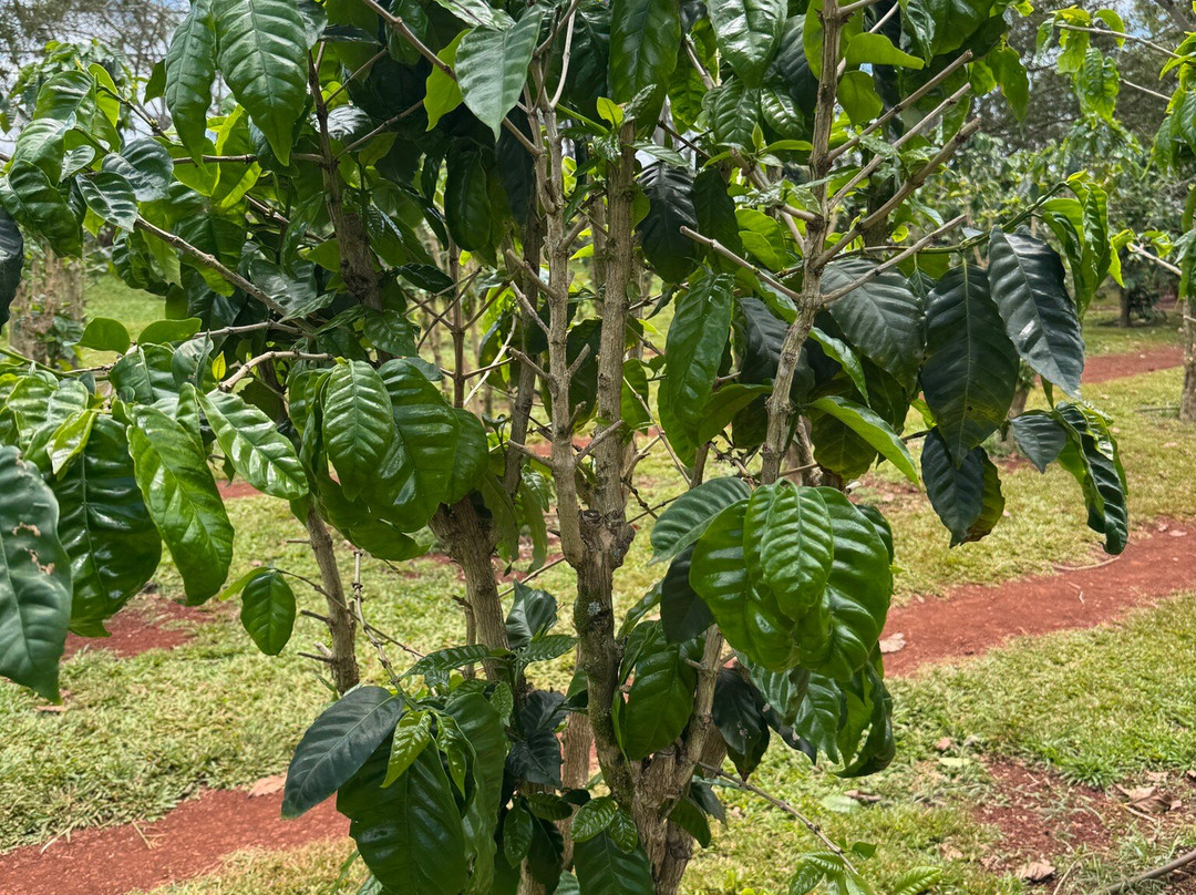 Green World Coffee Farms-瓦西瓦必去景点