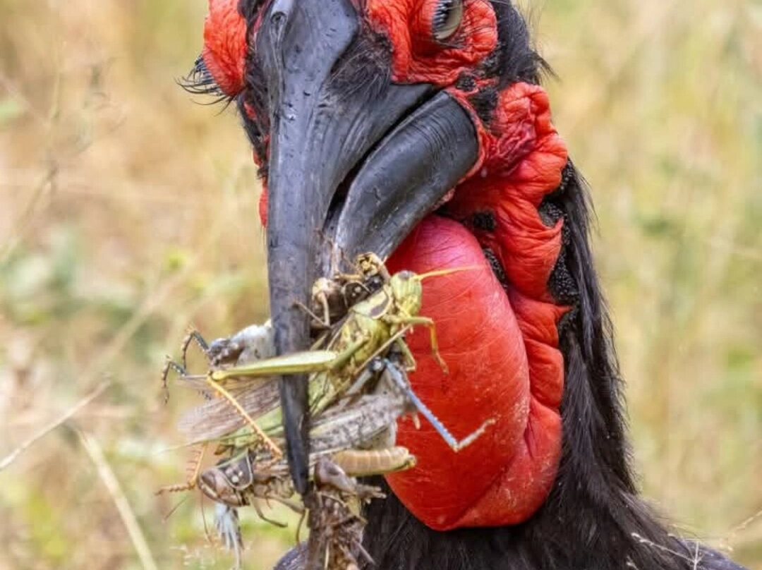 Ngozi Crater Lake-姆贝亚必去景点