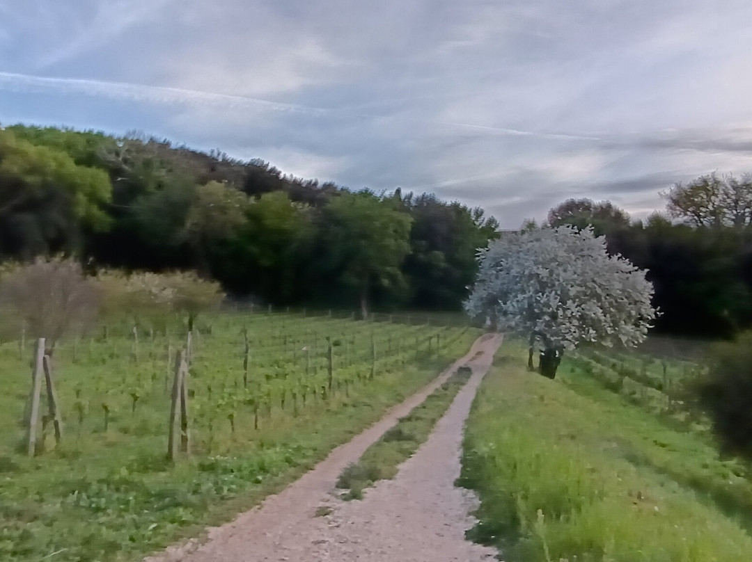 La Ghiandaia - Oasi WWF Bosco di San Silvestro景点图片
