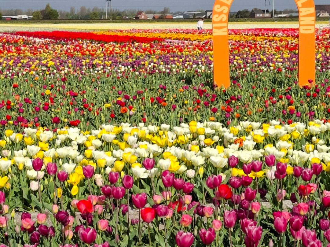 The Tulip Barn景点图片