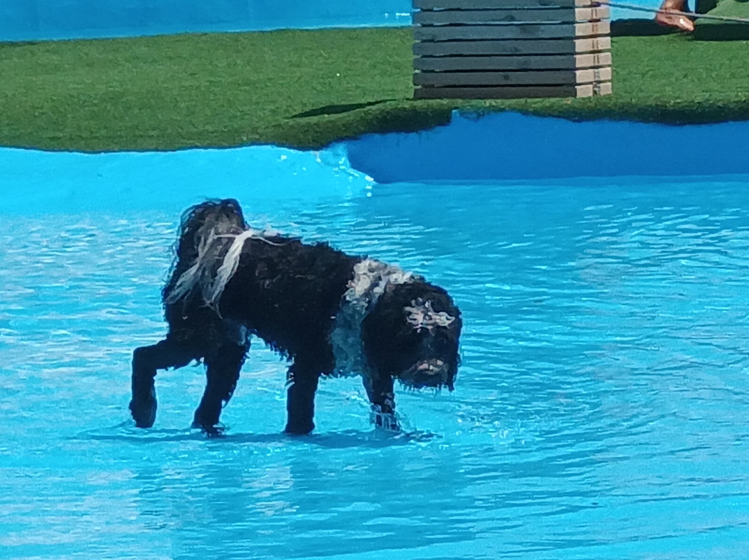 Worldog: Aquapark Canino-La Marina del Pinet必去景点