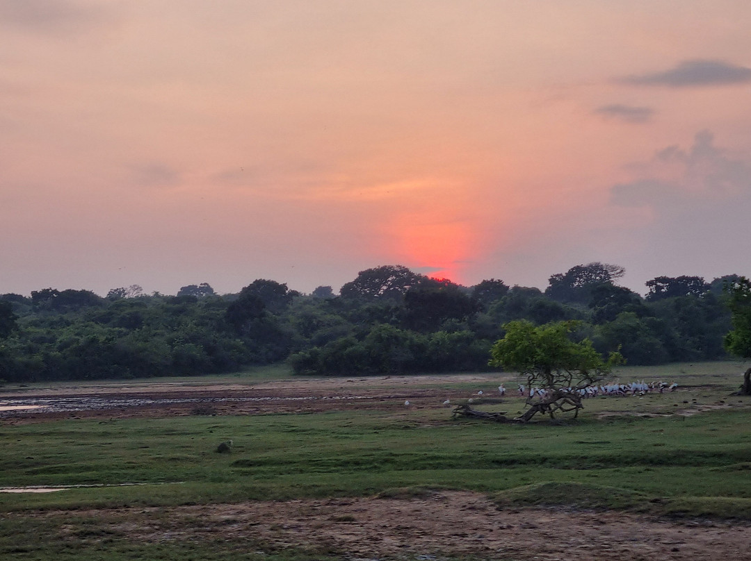 Nimsara Yala Safari景点图片