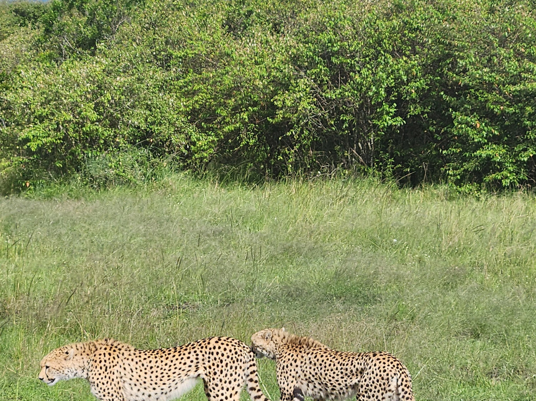 Tuthie afrika-纳库鲁必去景点