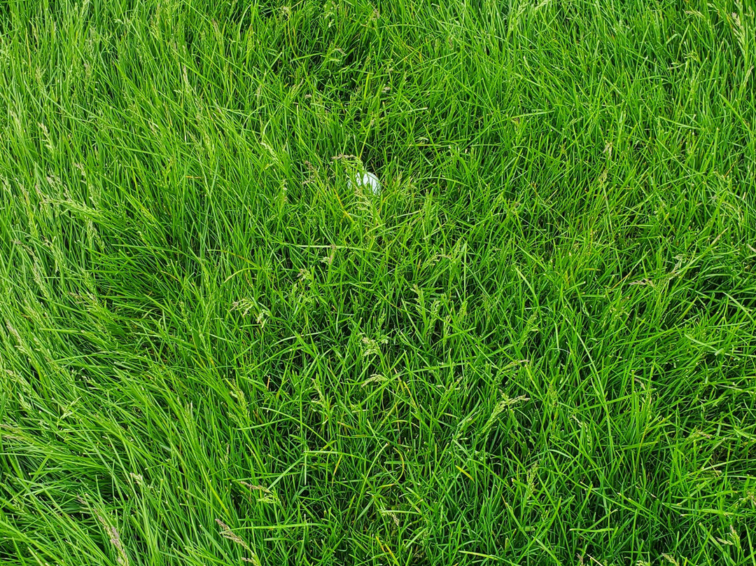 Maumee Bay State Park Golf Course-Oregon必去景点