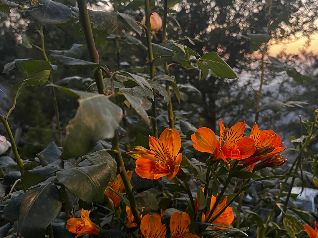 Udman Grand Mashobra主图