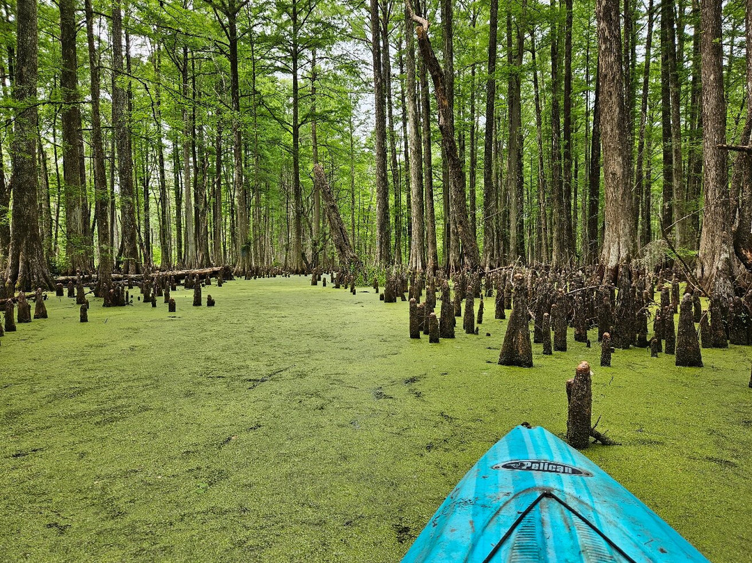 Caroline's Bed and Breakfast主图