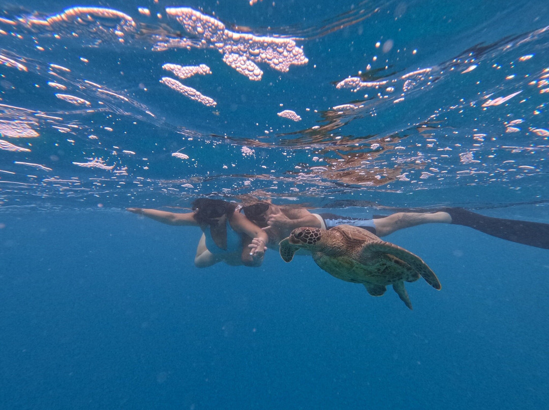 Kali & Kato's Rarotonga Turtle Tours-Takitumu District必去景点