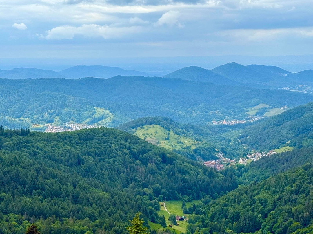 Baumwipfelpfad Schwarzwald景点图片