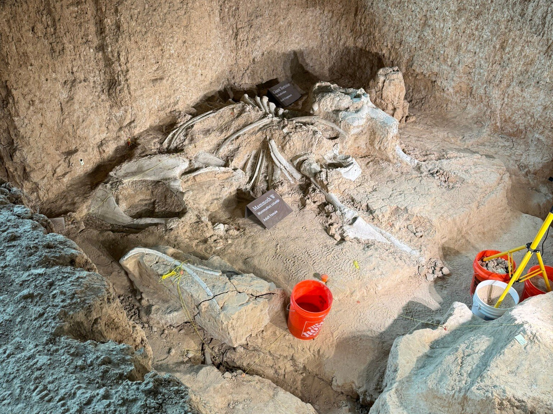 Waco Mammoth National Monument-韦科必去景点