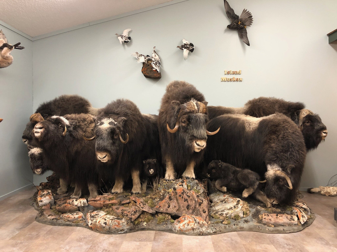 Nature's North Wildlife Gallery-黄刀镇必去景点