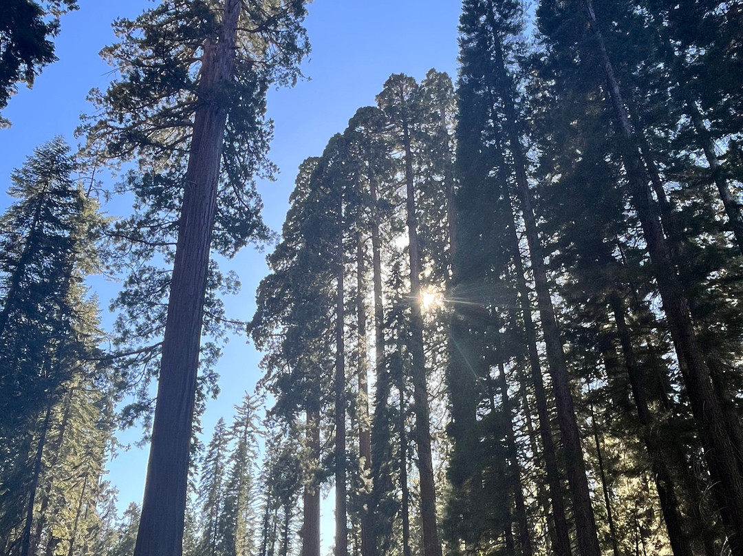 Mariposa Grove of Giant Sequoias景点图片