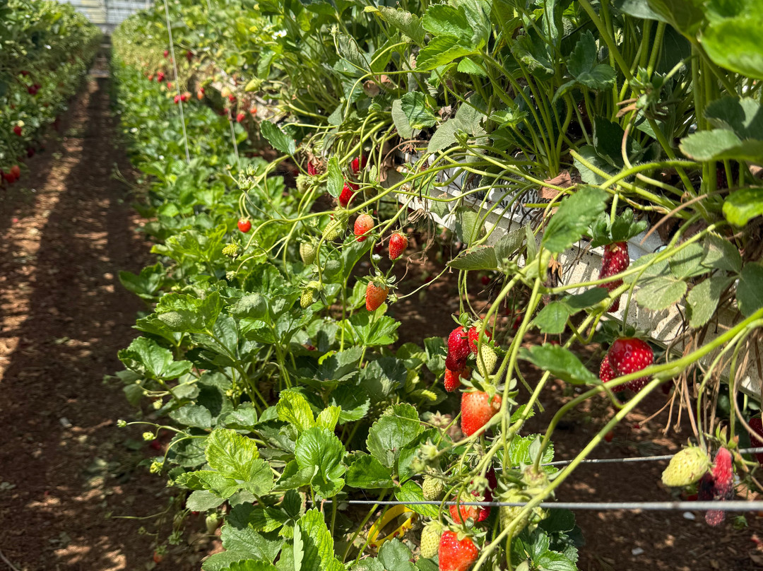 Agronen - Self Picking-Gedera必去景点