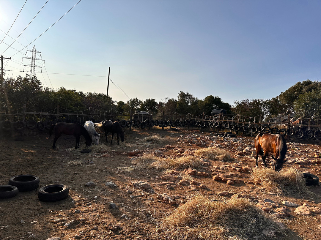 Amarillis Stable-Mochos必去景点