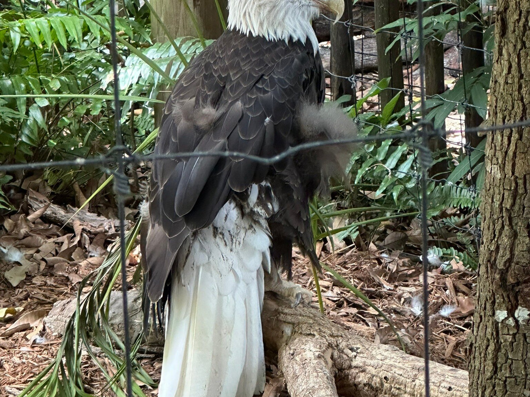 Palm Beach Zoo & Conservation Society景点图片
