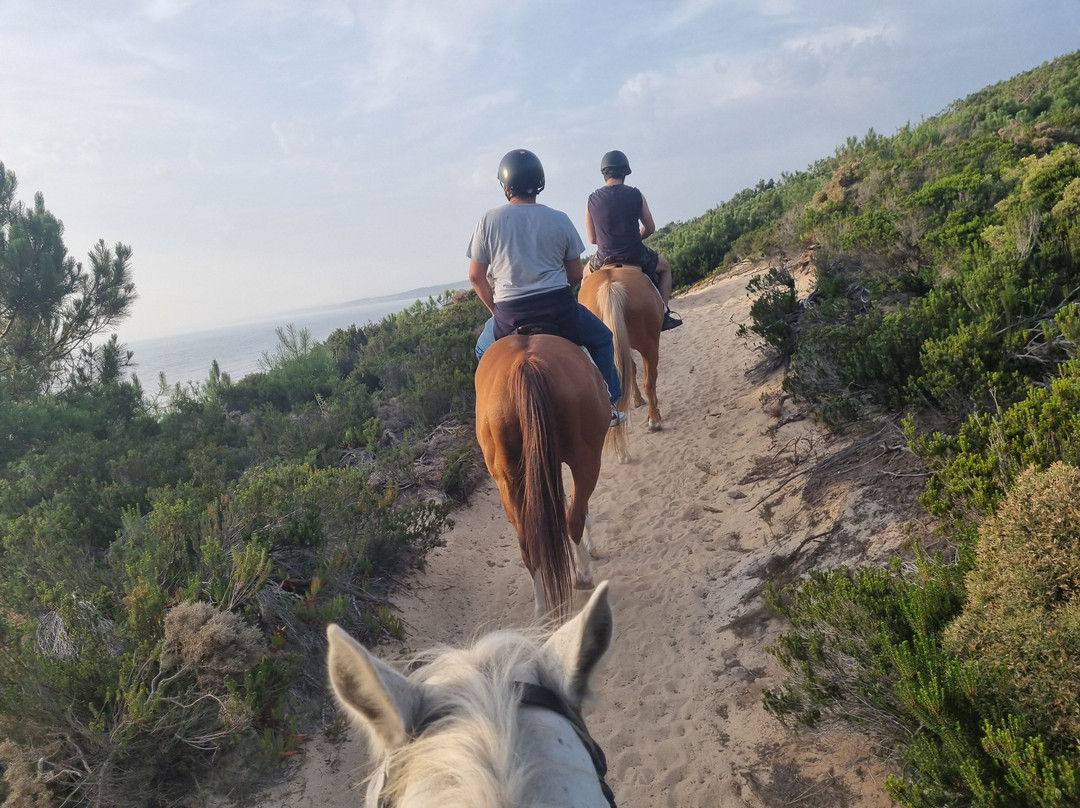 Cavalos Na Praia Do Meco - Lits Horses-Aldeia do Meco必去景点