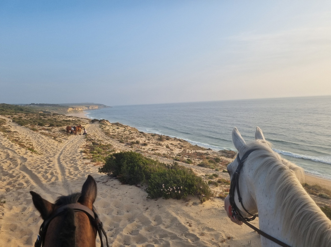 Cavalos Na Praia Do Meco - Lits Horses