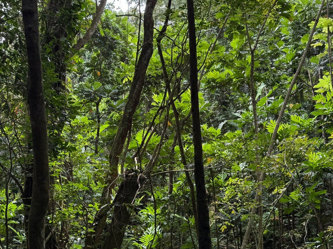 El Yunque Tours-Rio Grande必去景点