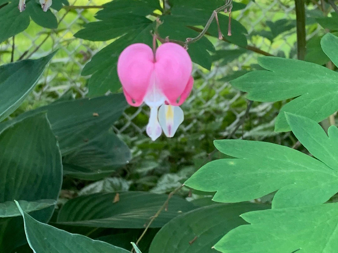 Stratford Suburban Motel主图