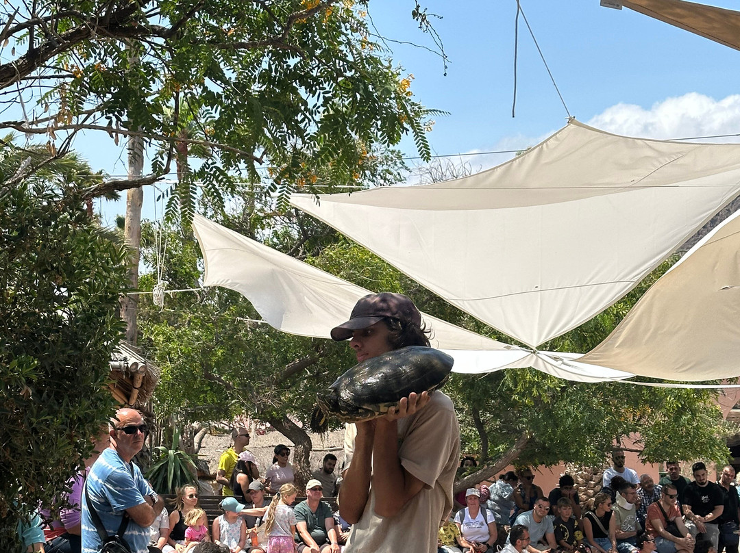 Cocodrilo Park Gran Canaria-阿古伊梅斯必去景点