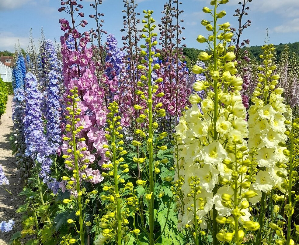 West Dean Gardens景点图片