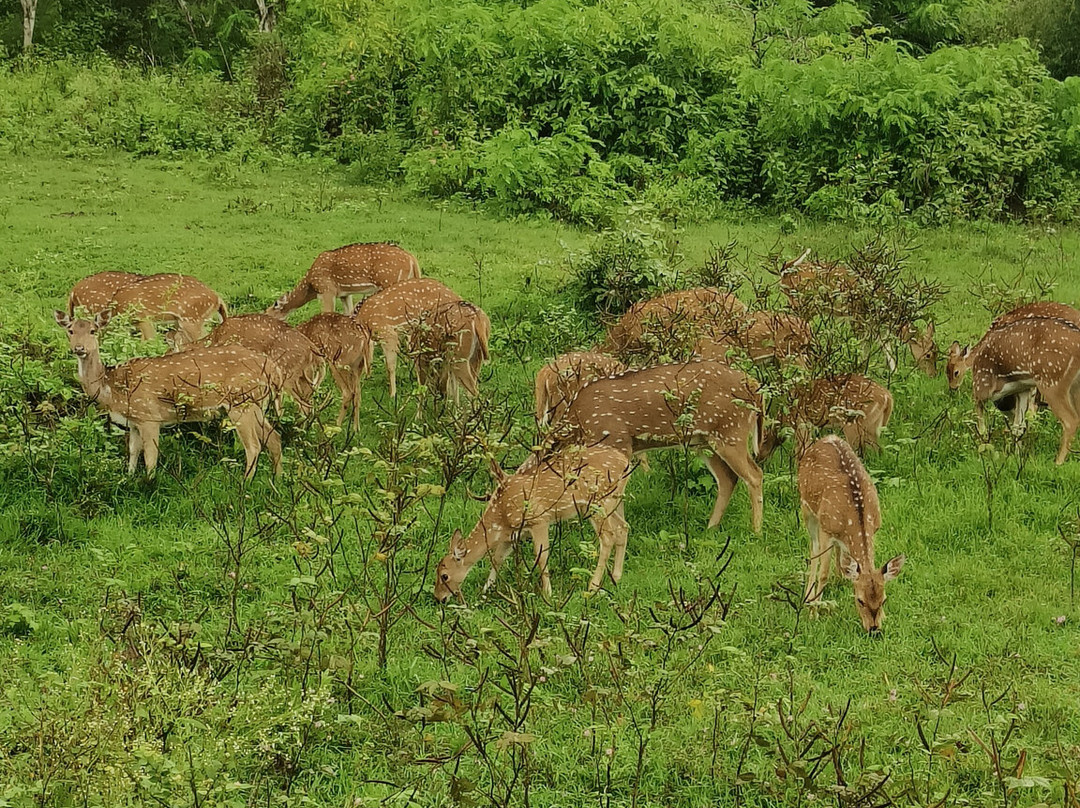 Bandipur National Park and Tiger Reserve-班迪舖必去景点