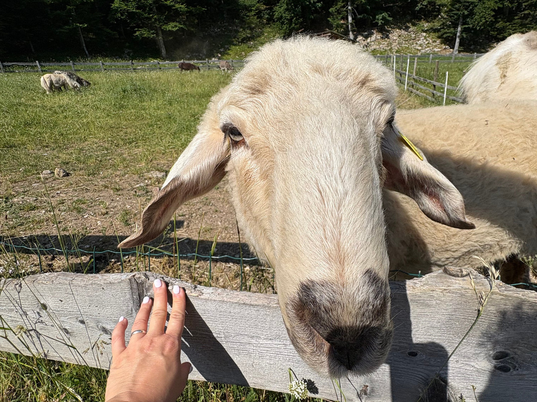 Malga Val Dei Brenzi-Fai della Paganella必去景点