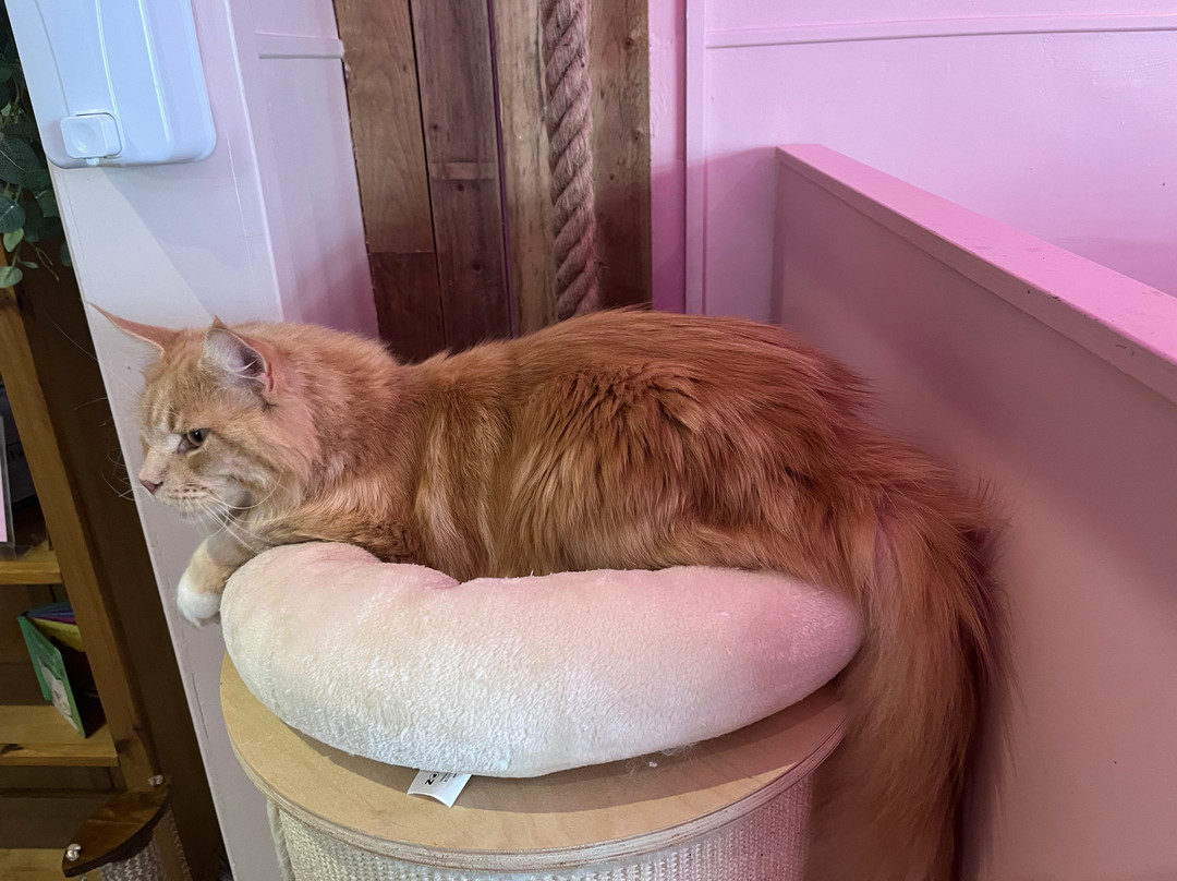 Purr Cafe