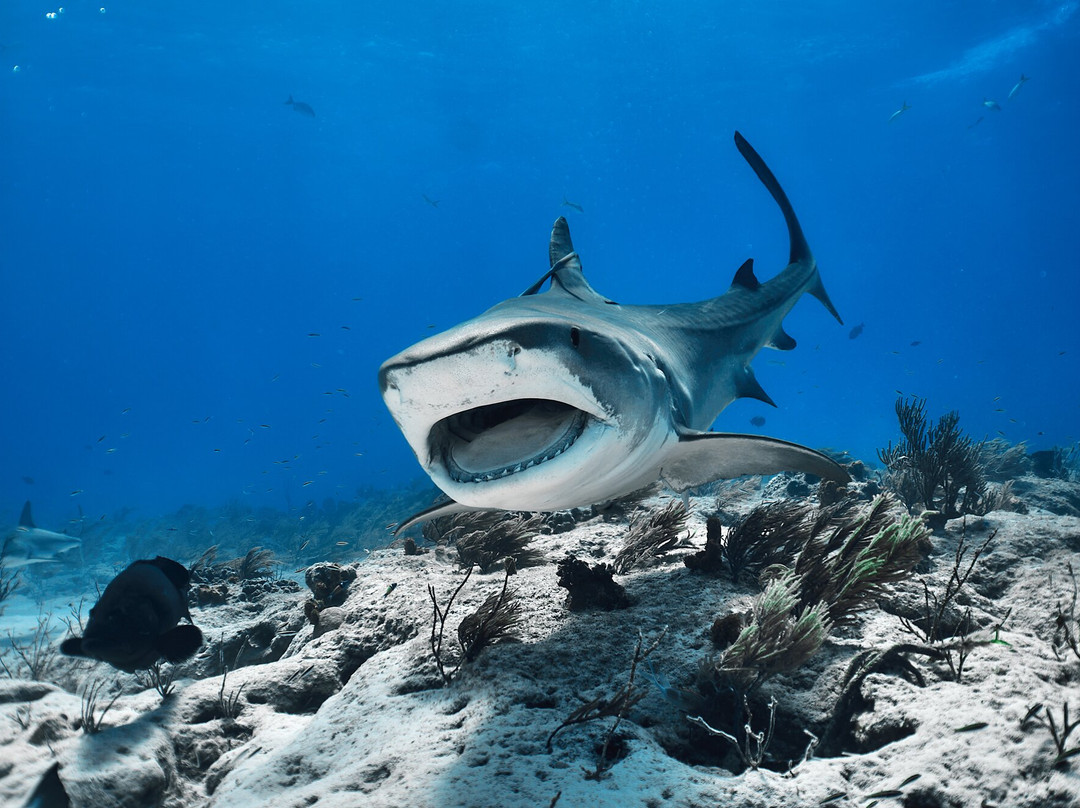 Epic Diving-West End必去景点