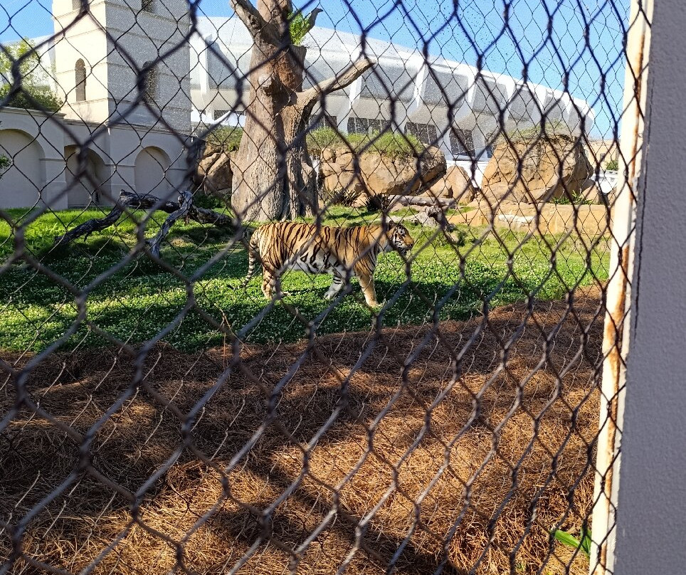 LSU Tiger Stadium-巴吞鲁日必去景点